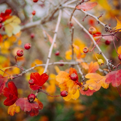 KISS-quiz - Le truc avec de l'AJAX et d'autres trucs